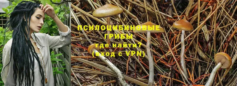 Галлюциногенные грибы Psilocybine cubensis  как найти закладки  блэк спрут   Руза 